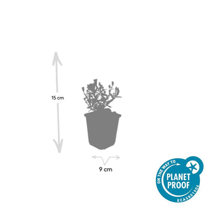 Herfstaster 'Prof. Anton Kippenberg' - set van 6 – voor tuin & terras