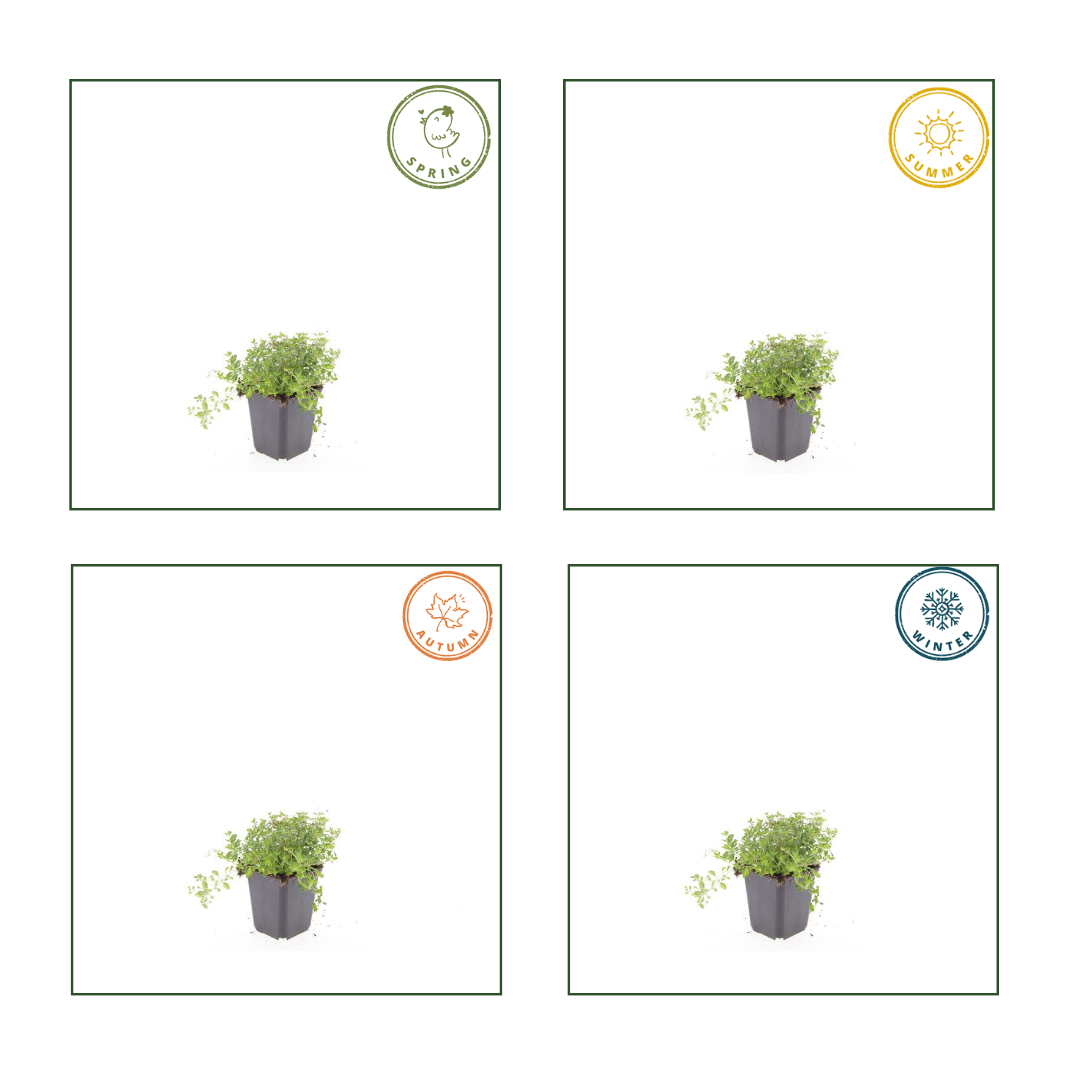 Wilde tijm (Thymus serpyllum) - set van 6 – voor tuin & terras