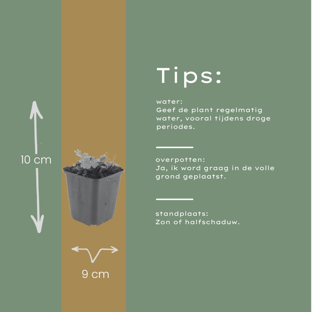 Bloedooievaarsbek 'Max Frei' - set van 6 – voor tuin & terras