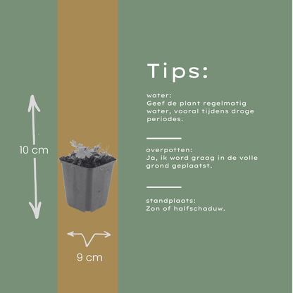 Bloedooievaarsbek 'Max Frei' - set van 6 – voor tuin & terras