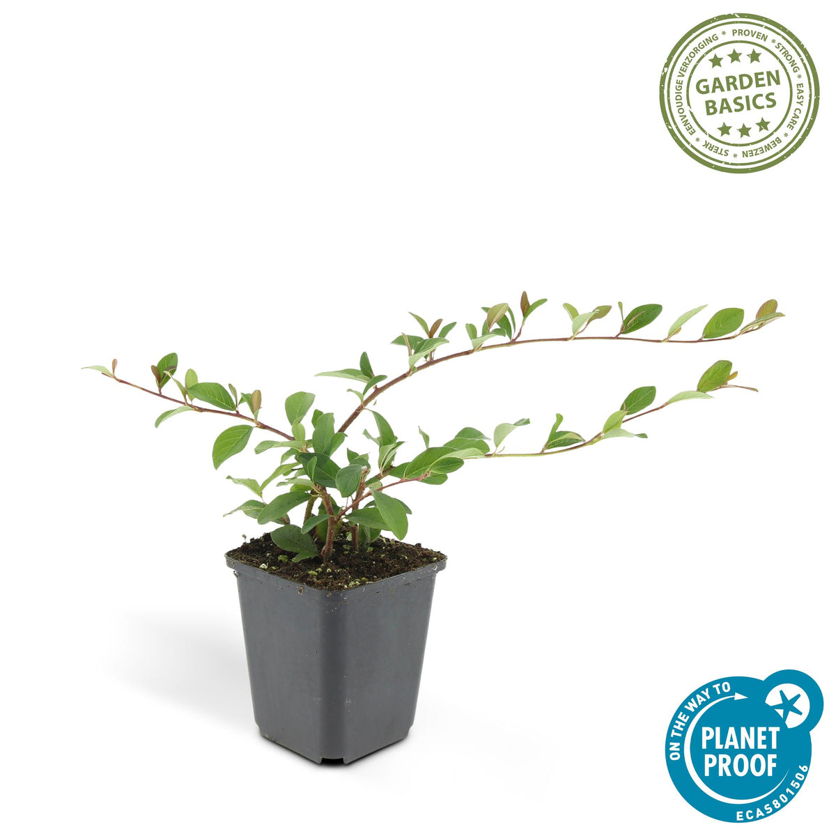 Dwergmispel 'Major' - set van 6 – voor tuin & terras