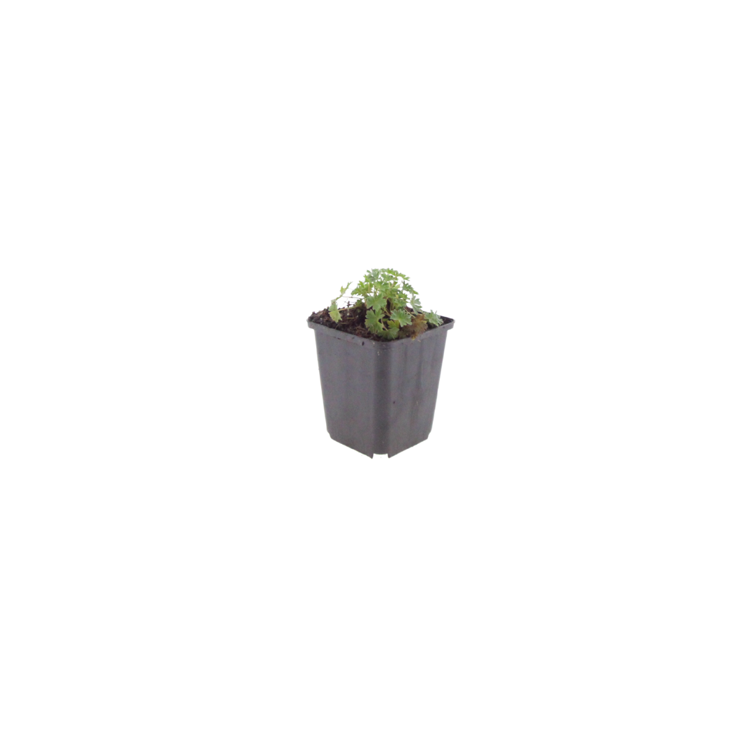 Ooievaarsbek 'Ballerina' - set van 6 – voor tuin & terras