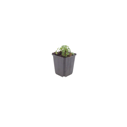 Ooievaarsbek 'Ballerina' - set van 6 – voor tuin & terras