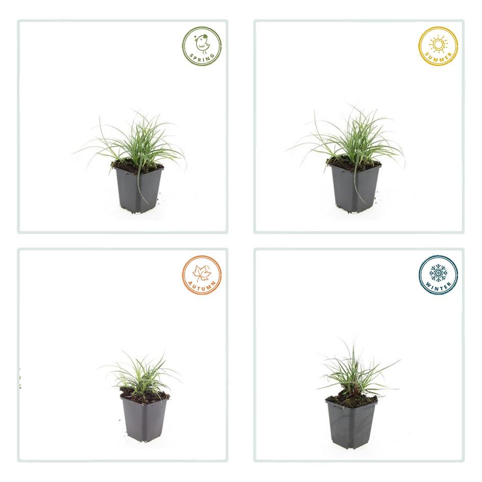 Veldbies (Luzula nivea) - set van 12 – voor tuin & terras