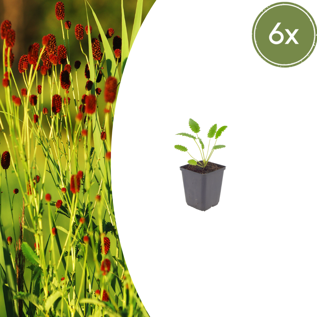 Pimpernel 'Tanna' - set van 6 – voor tuin & terras