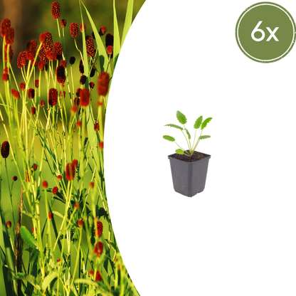 Pimpernel 'Tanna' - set van 6 – voor tuin & terras