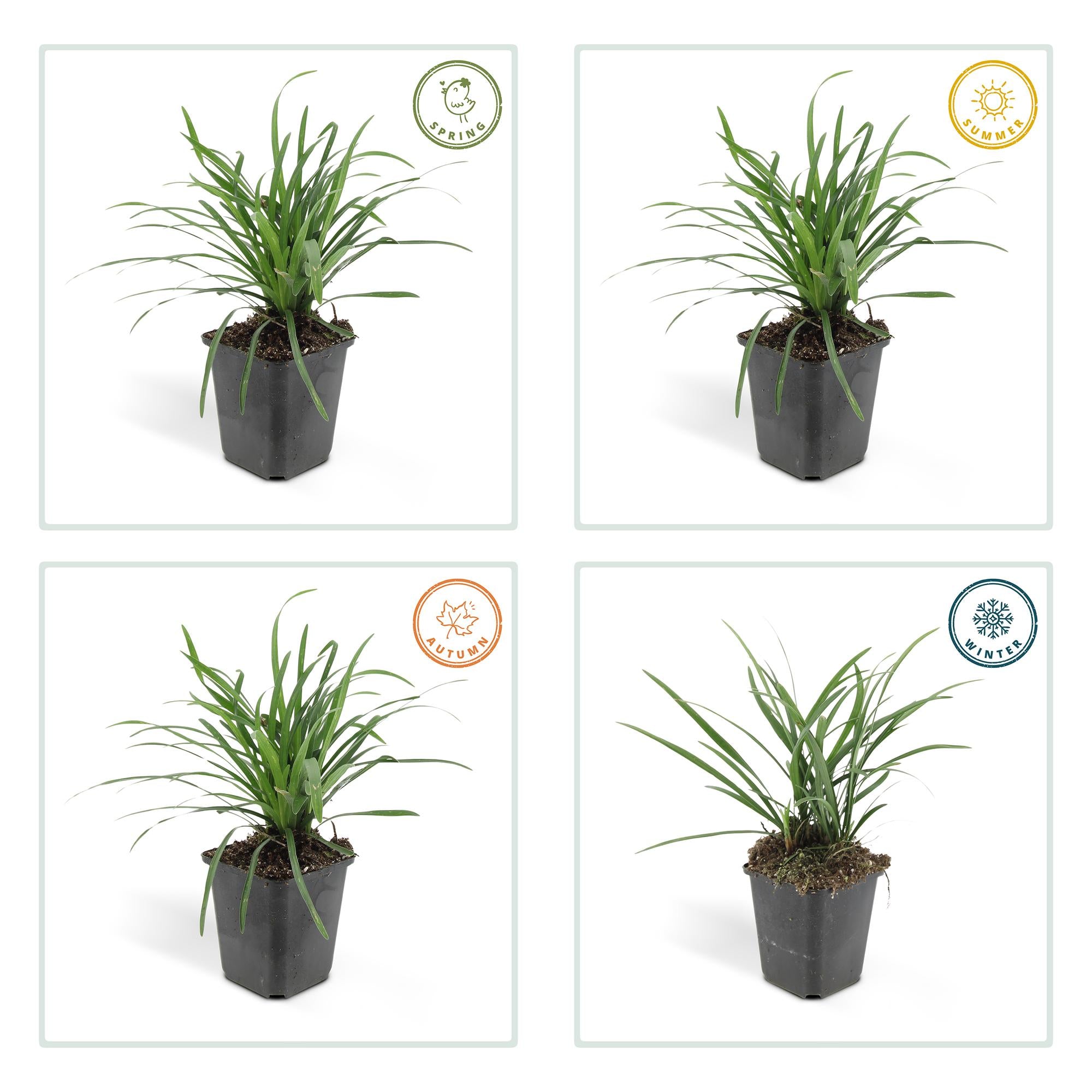 Liriope muscari 'Big Blue' — groenblijvend leliegras (set van 12)