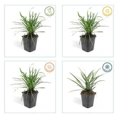 Liriope muscari 'Big Blue' — groenblijvend leliegras (set van 12)