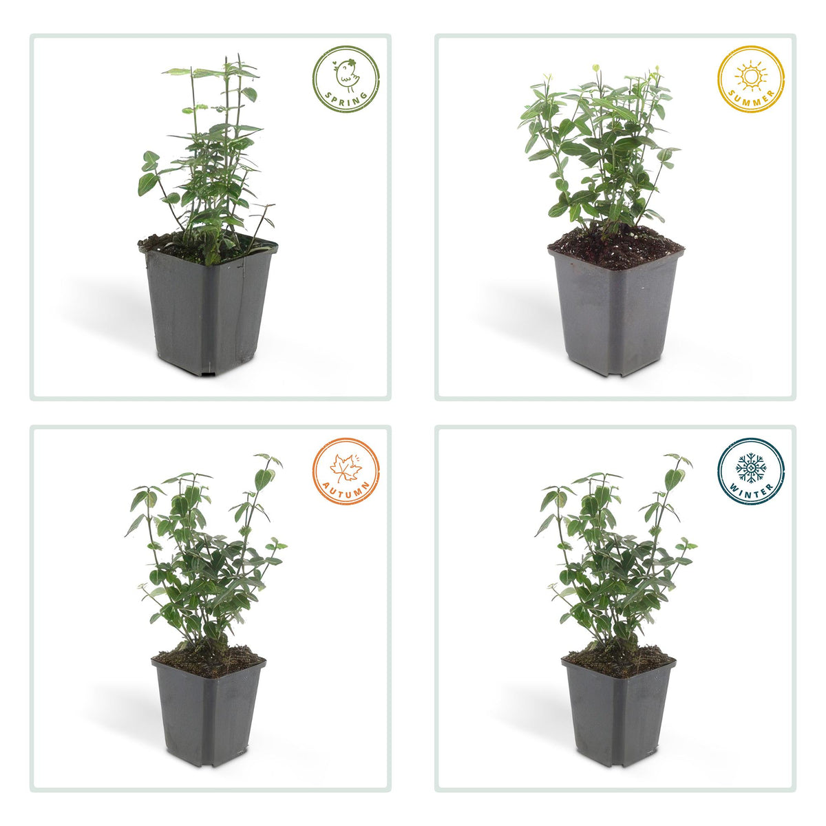 Kardinaalsmuts (Euonymus fortunei radicans) - set van 6 – voor tuin & terras