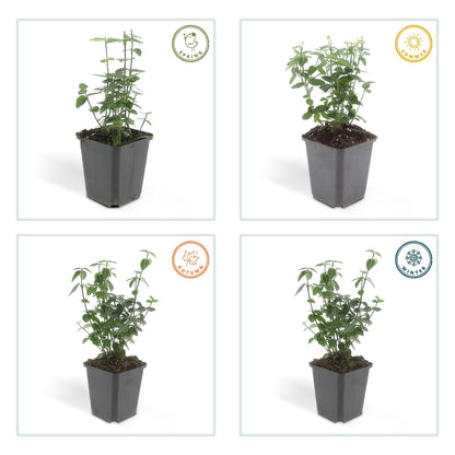 Kardinaalsmuts (Euonymus fortunei radicans) - set van 6 – voor tuin & terras