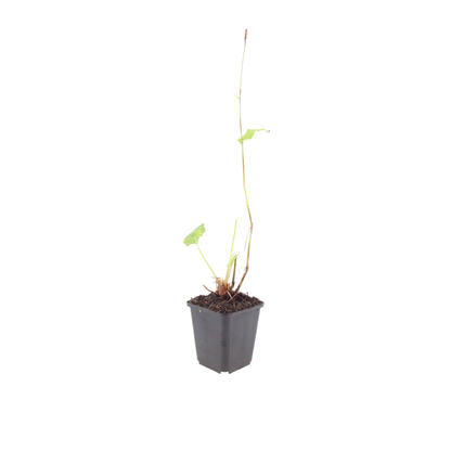 Duizendknoop 'Alba' - set van 6 – voor tuin & terras
