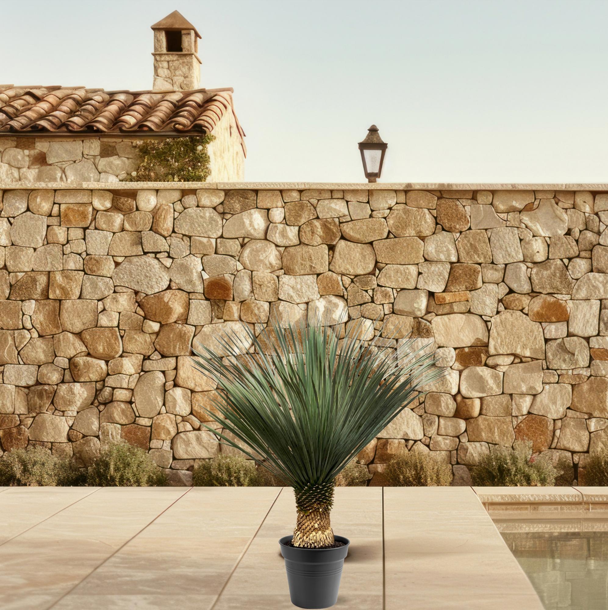 Yucca rostrata - 100-120 cm