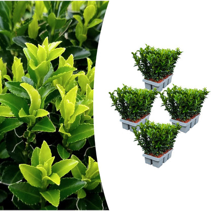 Euonymus 'Green Spire' - set van 24 – voor een haag
