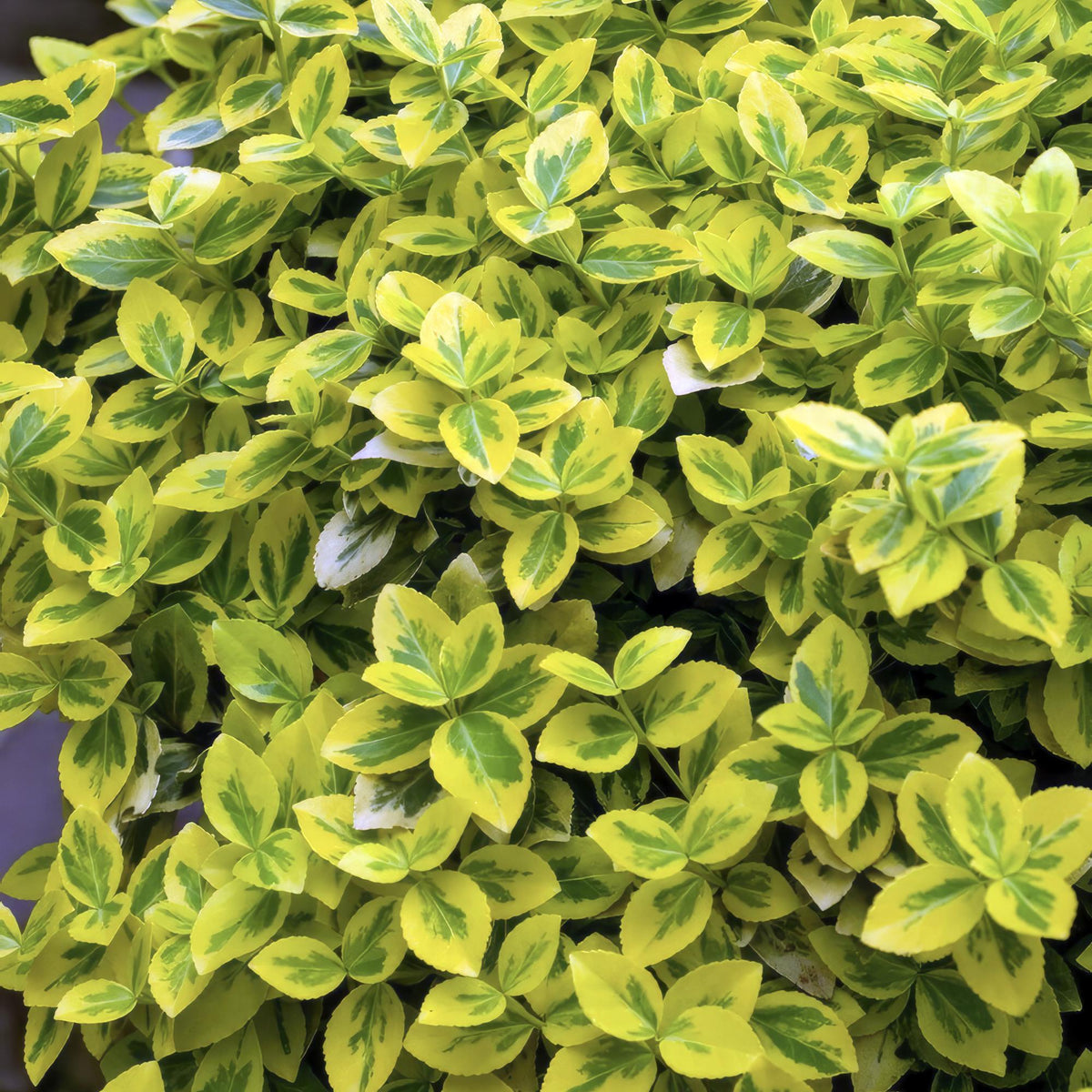 Kardinaalsmuts 'Emerald 'n Gold' - set van 6 – voor tuin & terras