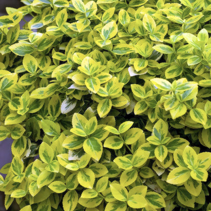 Kardinaalsmuts 'Emerald 'n Gold' - set van 6 – voor tuin & terras