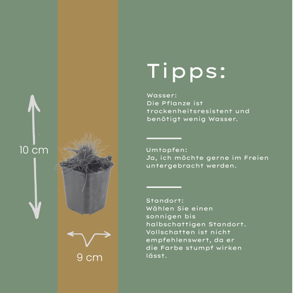 Zwenkgras (Festuca gautieri) - set van 6 – voor tuin & terras