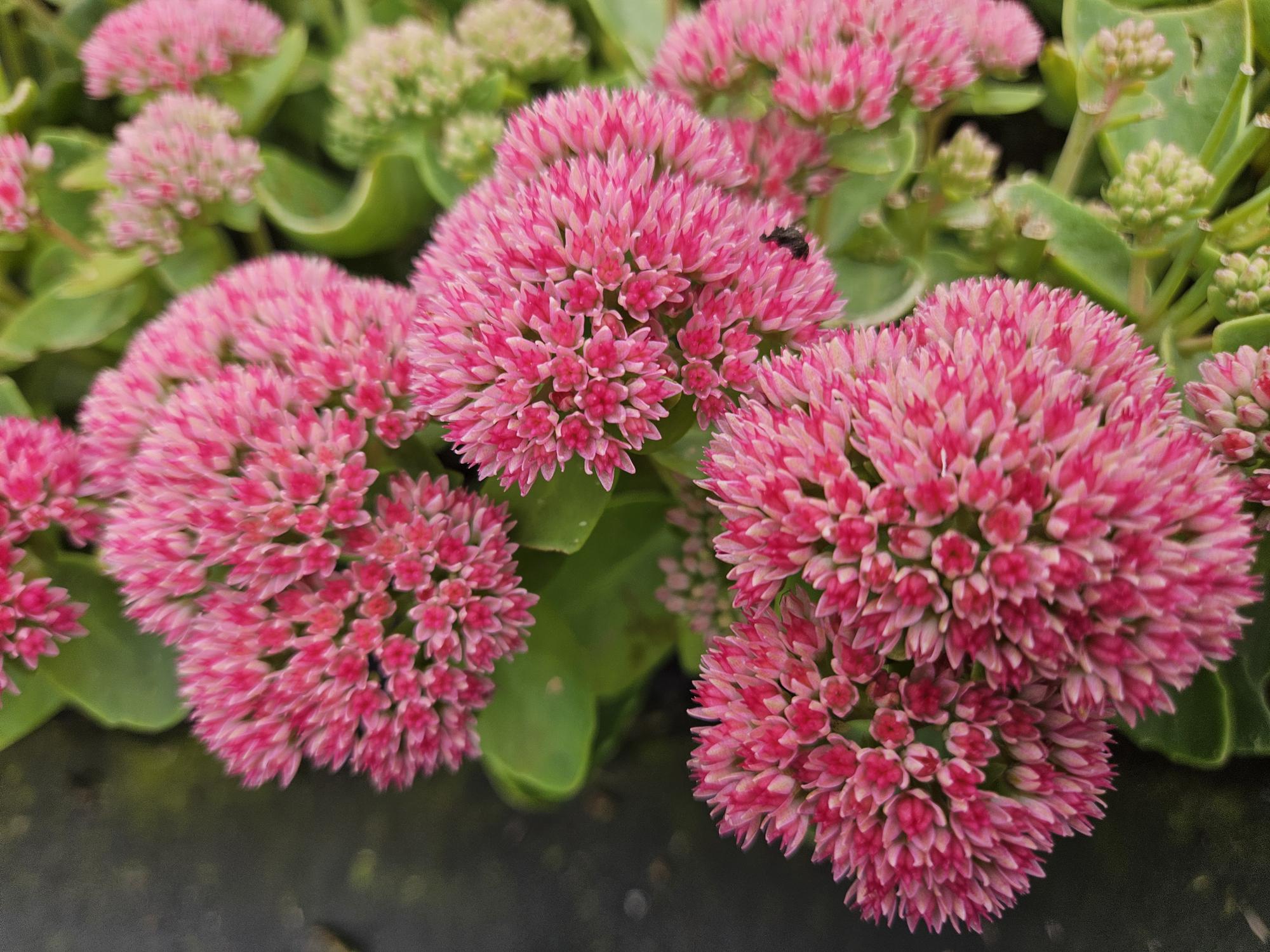 Hemelsleutel 'Herbstfreude' (Sedum)