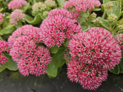 Hemelsleutel 'Herbstfreude' (Sedum)
