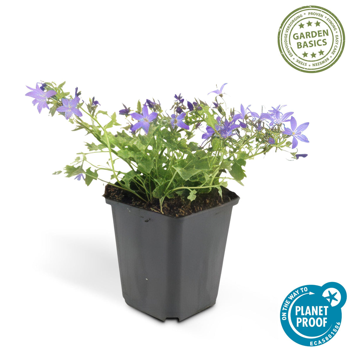 Kruipklokje 'Stella' - set van 6 – voor tuin & terras