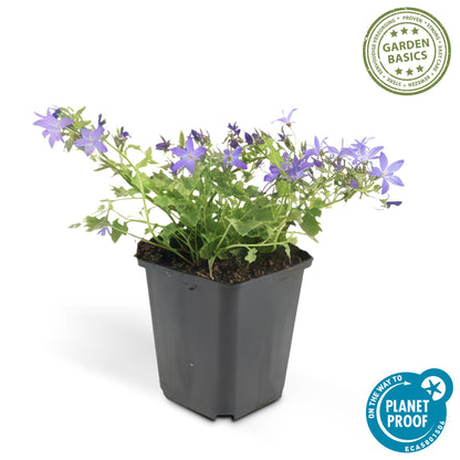Kruipklokje 'Stella' - set van 6 – voor tuin & terras