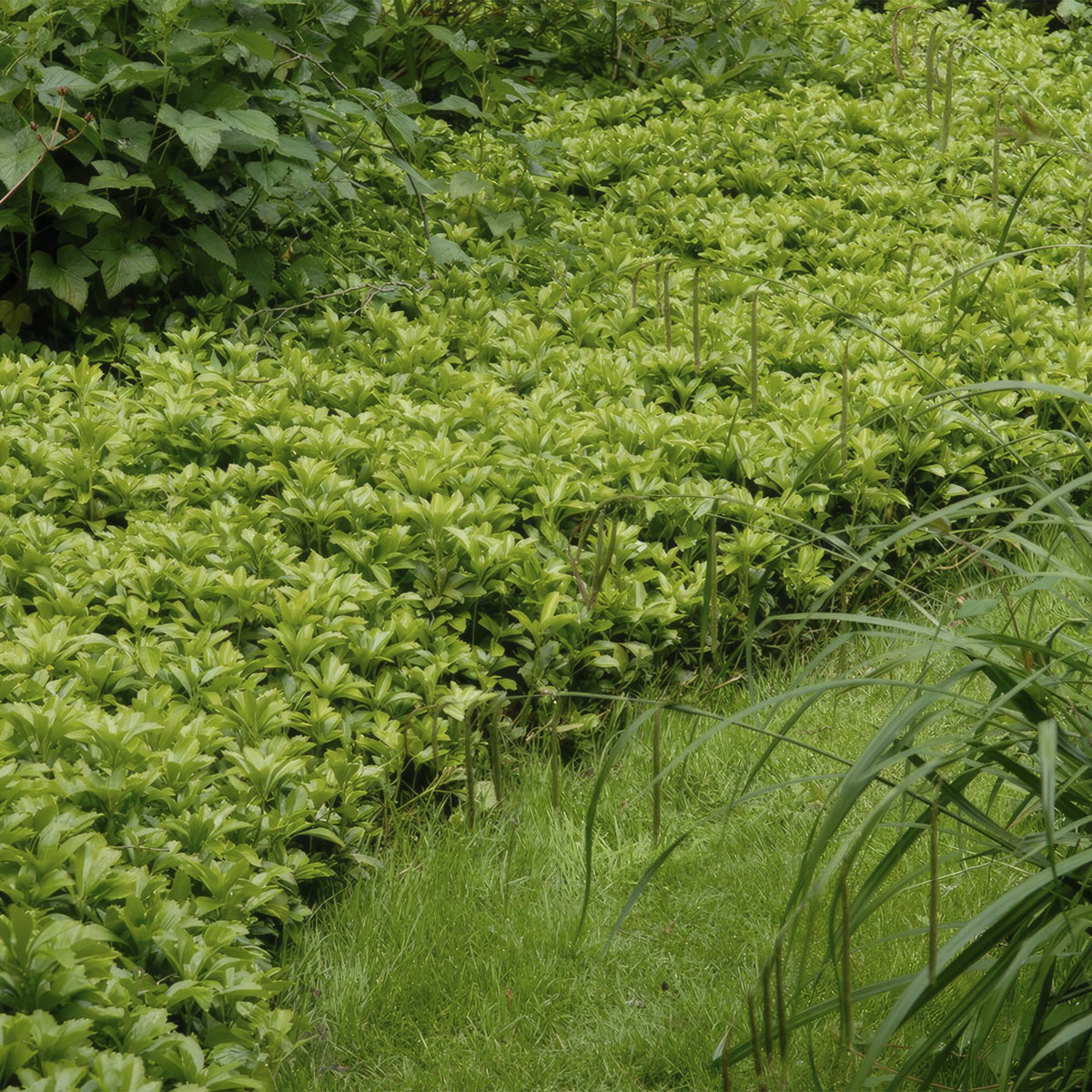 Schaduwkruid 'Green Carpet' - set van 6 – voor tuin & terras