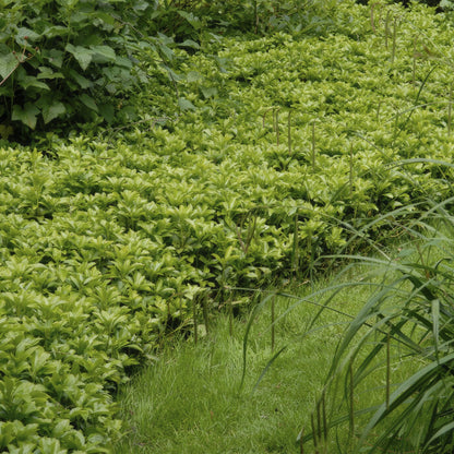 Schaduwkruid 'Green Carpet' - set van 6 – voor tuin & terras