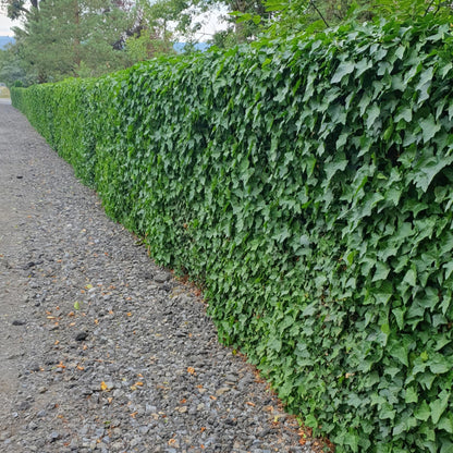 Ierse klimop (Hedera hibernica) - set van 6 – voor tuin & terras