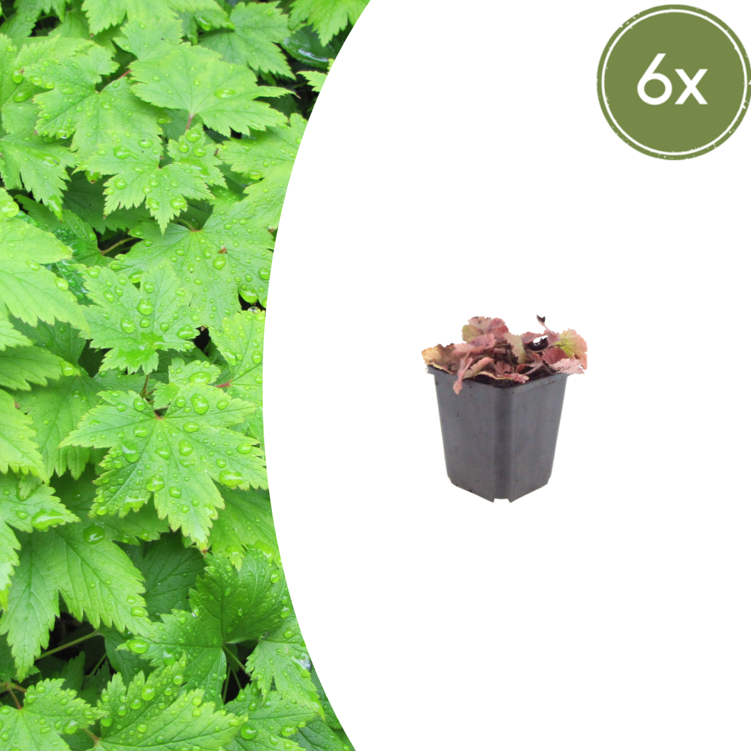 Schuimbloem (Tiarella cordifolia) - set van 6 – voor tuin & terras