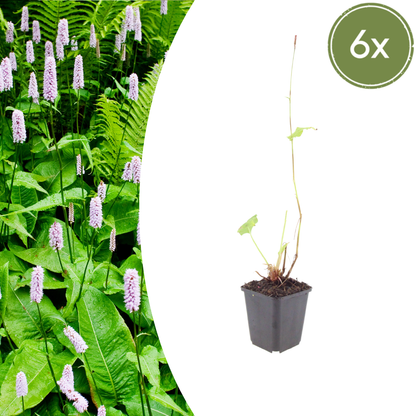Duizendknoop 'Alba' - set van 6 – voor tuin & terras