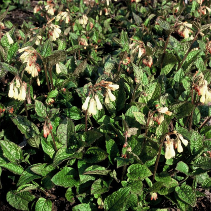 Smeerwortel (Symphytum grandiflorum) - set van 6 – voor tuin & terras