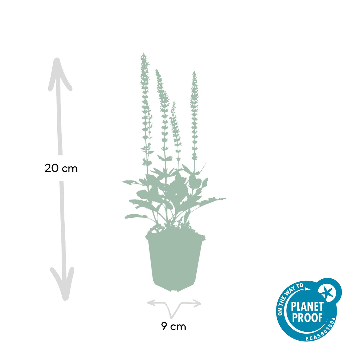 Bossalie 'Ostfriesland' - set van 6 – voor tuin & terras