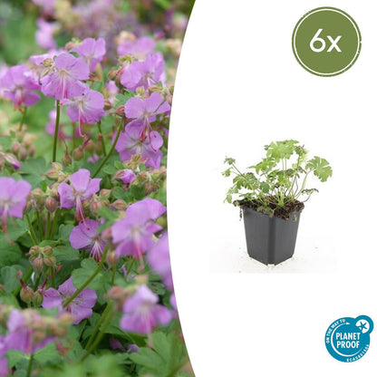 Ooievaarsbek 'Cambridge' - set van 6 – voor tuin & terras