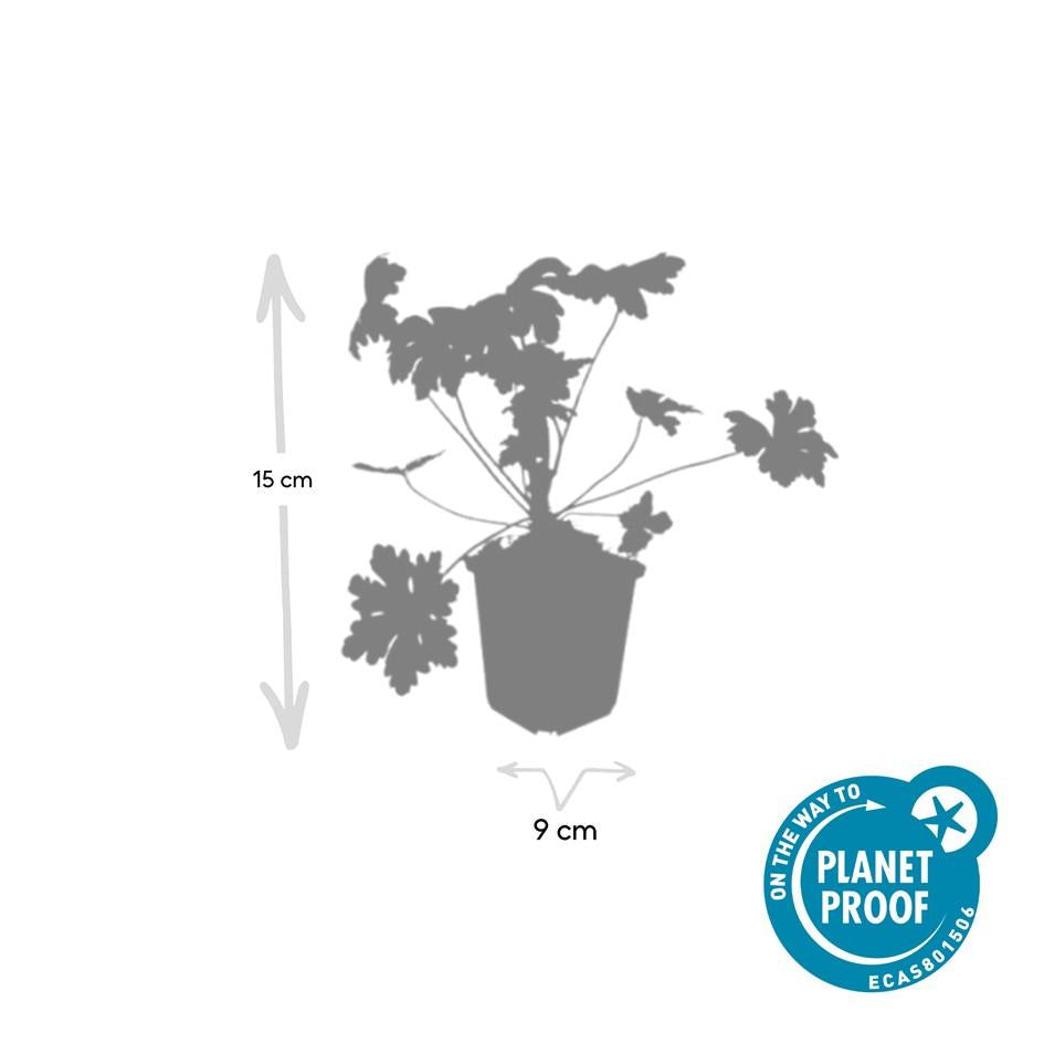 Ooievaarsbek 'Ingwersen's Variety' - set van 6 – voor tuin & terras