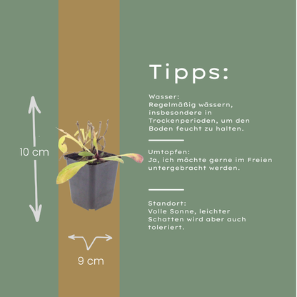 Zonnekruid 'Moerheim Beauty' - set van 6 – voor tuin & terras