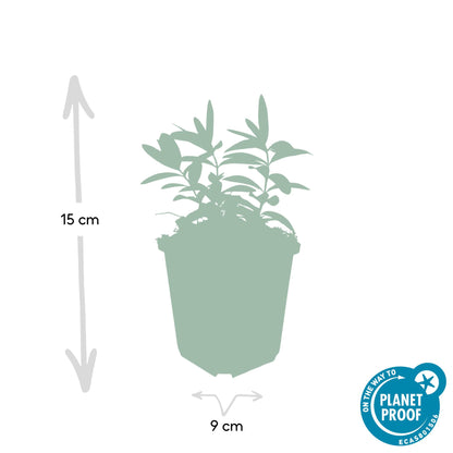Hertshooi - set van 6 – voor tuin & terras