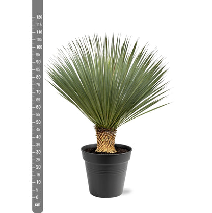 Yucca Rostrata — 100–120 cm