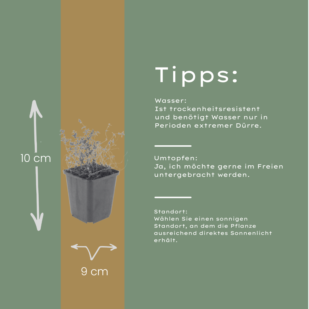 Echte tijm (Thymus vulgaris) - set van 6 – voor tuin & terras