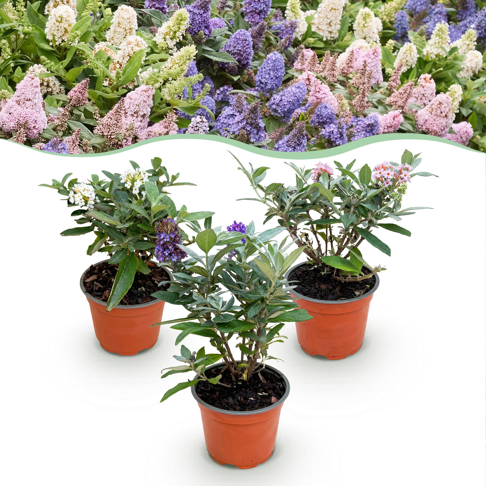 Vlinderstruik 'Butterfly Candy' (Buddleja) - set van 3