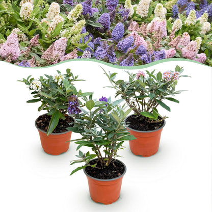 Vlinderstruik 'Butterfly Candy' (Buddleja) - set van 3