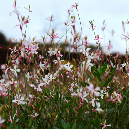 Prachtkaars 'Siskiyou Pink' (Gaura)