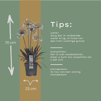 Agapanthus 'Fireworks' — Afrikaanse lelie, wit & blauw (Ø23)