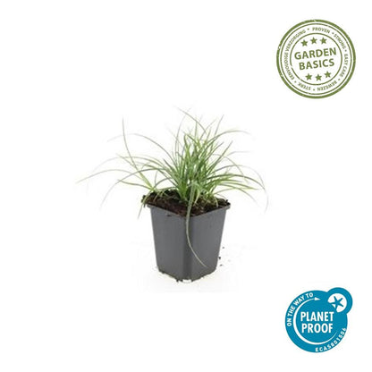 Veldbies (Luzula nivea) - set van 6 – voor tuin & terras
