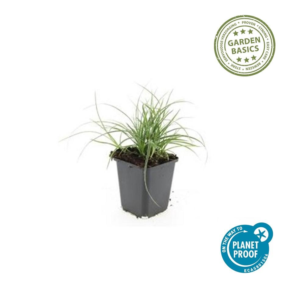 Veldbies (Luzula nivea) - set van 6 – voor tuin & terras