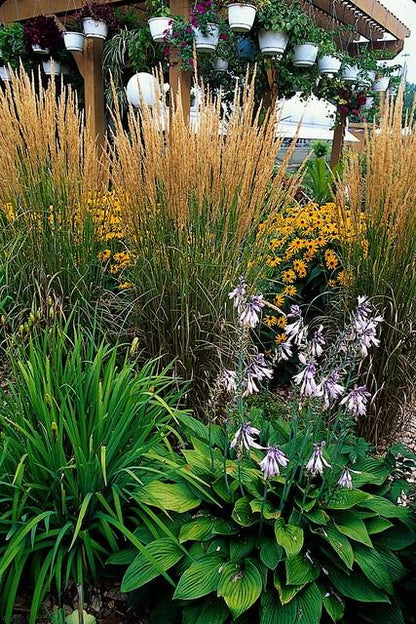 Struisriet 'Karl Foerster' - set van 6 – voor tuin & terras