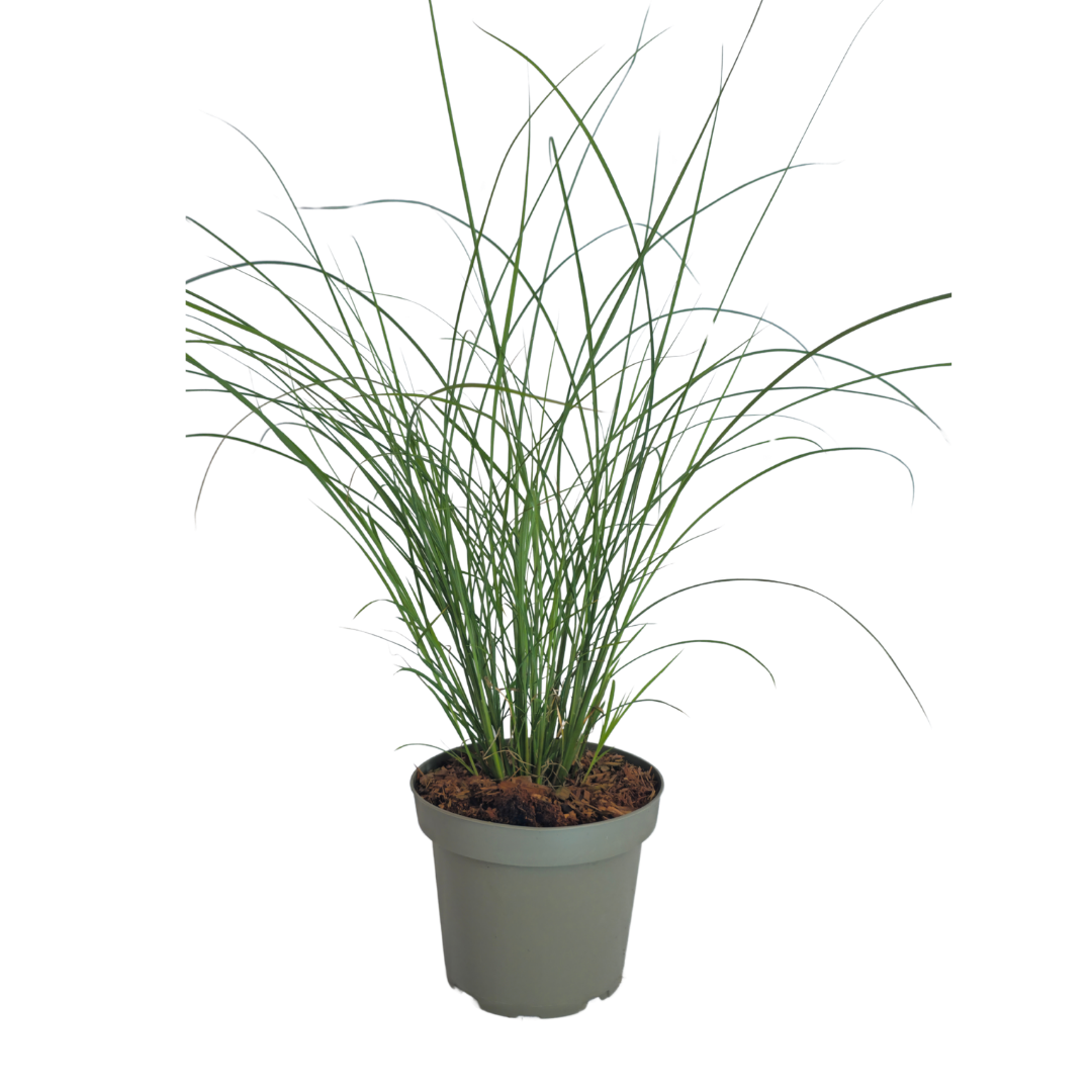 Prachtriet 'Gracillimus' - set van 3 – voor tuin & terras