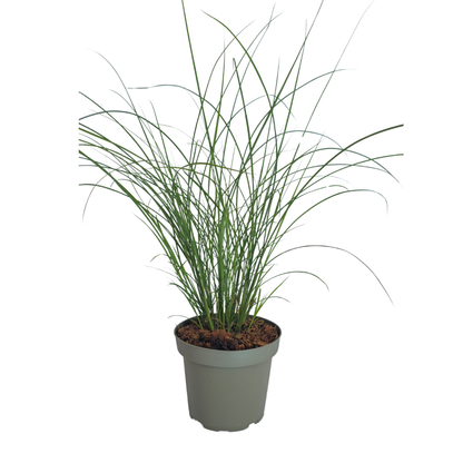 Prachtriet 'Gracillimus' - set van 3 – voor tuin & terras