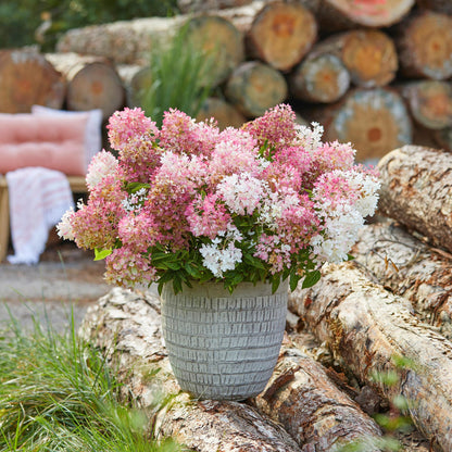 Pluimhortensia 'Groundbreaker' Blush (Hydrangea)