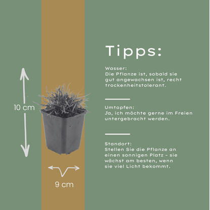 Engels gras 'Splendens' - set van 6 – voor tuin & terras