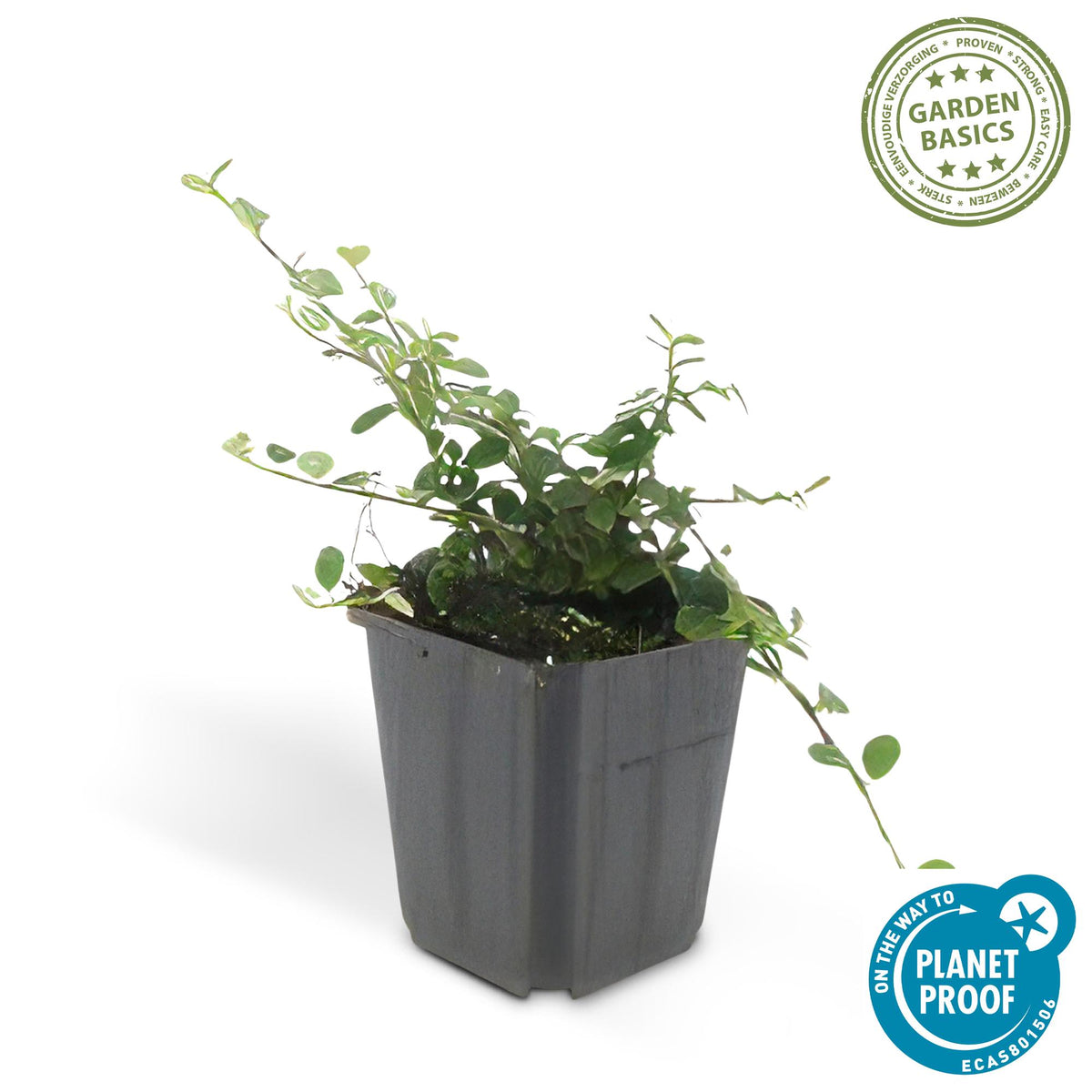 Dwergmispel 'Streib's Findling' - set van 6 – voor tuin & terras