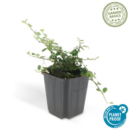 Dwergmispel 'Streib's Findling' - set van 6 – voor tuin & terras